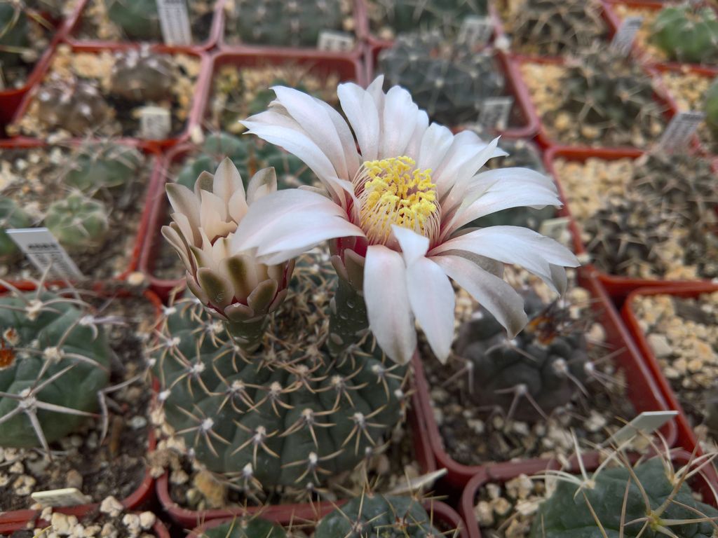 GYMNOCALYCIUM calochlorum